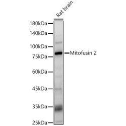 Mitofusin 2 Rabbit pAb