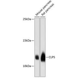 CLPS Rabbit pAb
