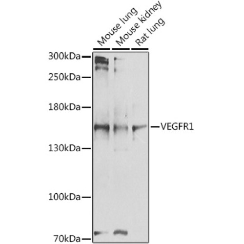 VEGFR1 Rabbit pAb