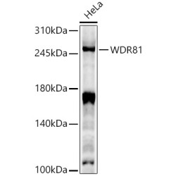 WDR81 Rabbit pAb