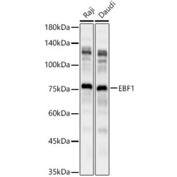 EBF1 Rabbit pAb