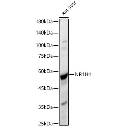 NR1H4 Rabbit pAb