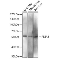 PDIA2 Rabbit pAb