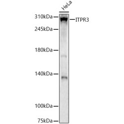 ITPR3 Rabbit pAb