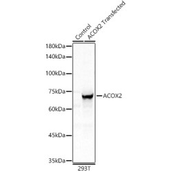 ACOX2 Rabbit pAb