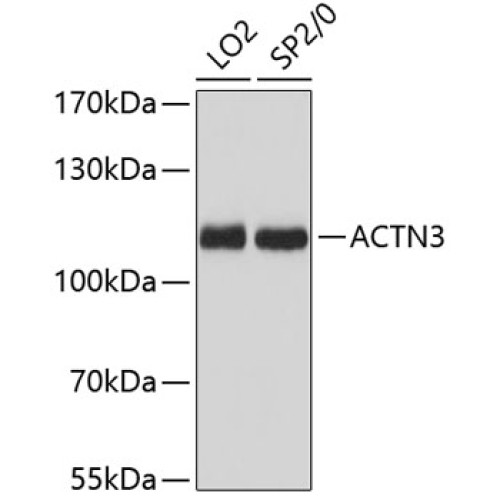 ACTN3 Rabbit pAb