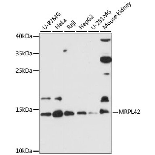 MRPL42 Rabbit pAb