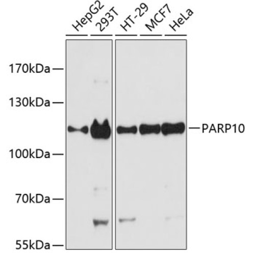 PARP10 Rabbit pAb