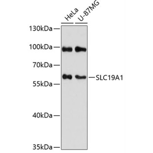 SLC19A1 Rabbit pAb