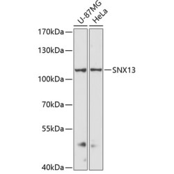 SNX13 Rabbit pAb