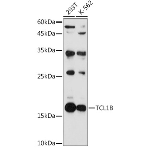 TCL1B Rabbit pAb