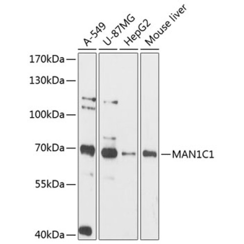 MAN1C1 Rabbit pAb