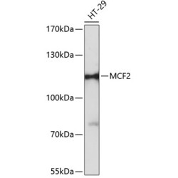 MCF2 Rabbit pAb
