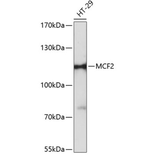 MCF2 Rabbit pAb