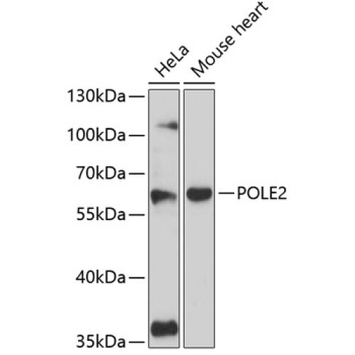 POLE2 Rabbit pAb