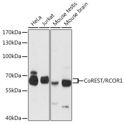 CoREST/RCOR1 Rabbit pAb