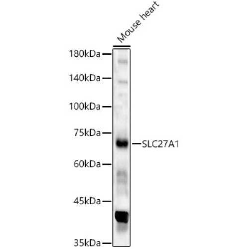 SLC27A1 Rabbit pAb