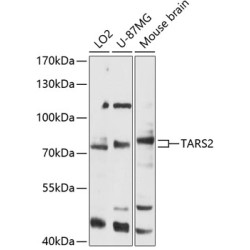 TARS2 Rabbit pAb