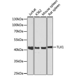 TLX1 Rabbit pAb