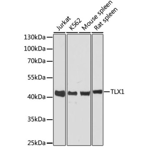 TLX1 Rabbit pAb