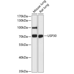 USP30 Rabbit pAb