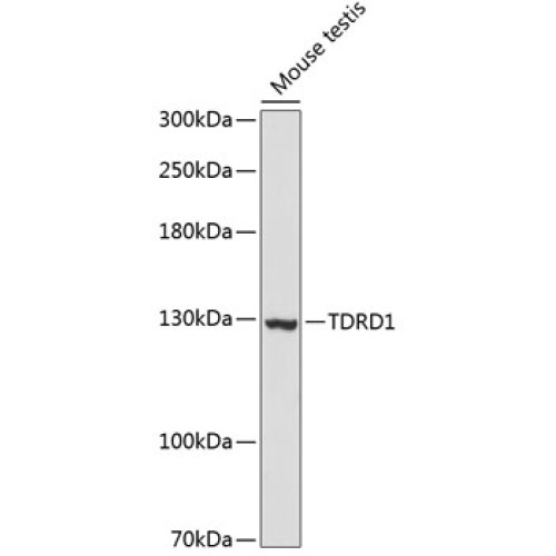TDRD1 Rabbit pAb