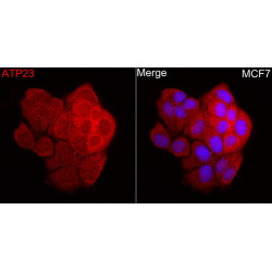 ATP23 Rabbit pAb