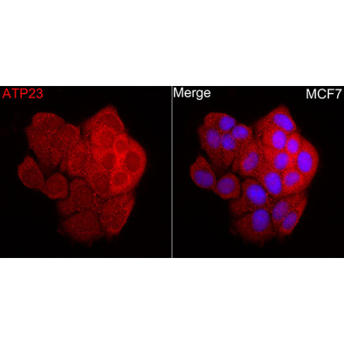 ATP23 Rabbit pAb