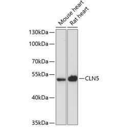 CLN5 Rabbit pAb