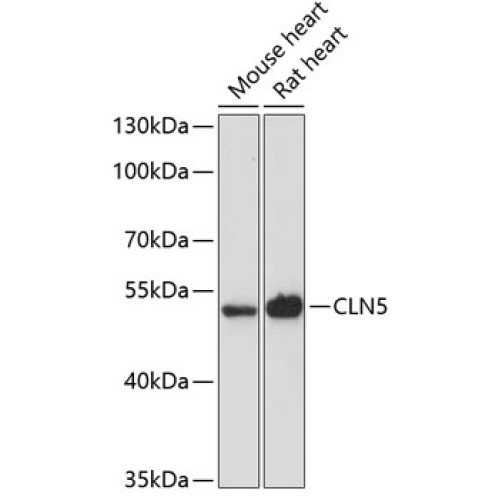 CLN5 Rabbit pAb