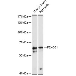 FBXO31 Rabbit pAb