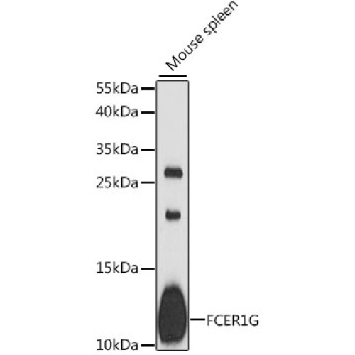 FCER1G Rabbit pAb