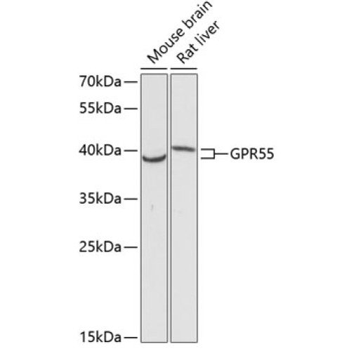 GPR55 Rabbit pAb