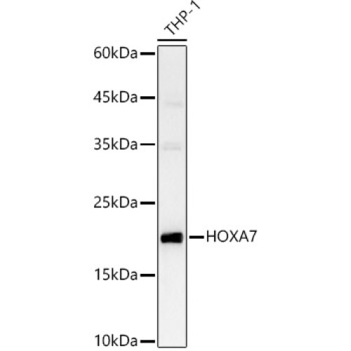 HOXA7 Rabbit pAb