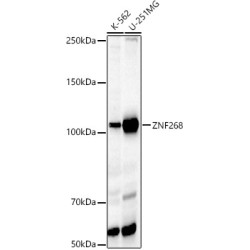 ZNF268 Rabbit pAb