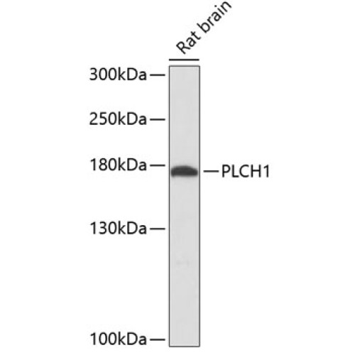 PLCH1 Rabbit pAb