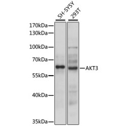 AKT3 Rabbit pAb