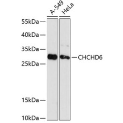 CHCHD6 Rabbit pAb