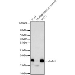 CLDN4 Rabbit pAb