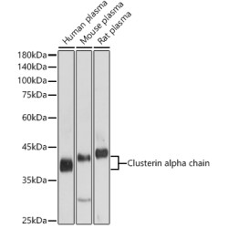 Clusterin alpha chain Rabbit pAb