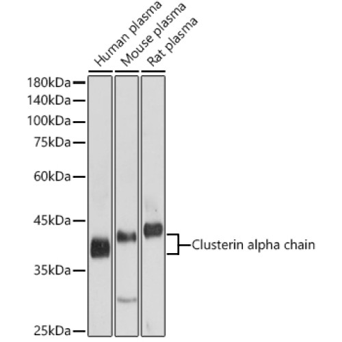 Clusterin alpha chain Rabbit pAb