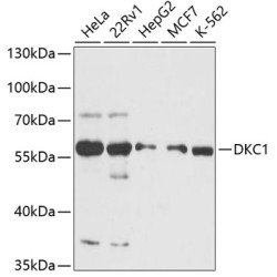 DKC1 Rabbit pAb