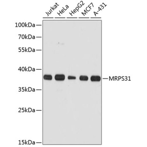 MRPS31 Rabbit pAb