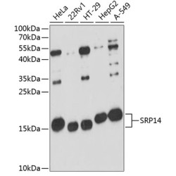 SRP14 Rabbit pAb