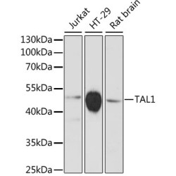 TAL1 Rabbit pAb