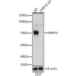 [KO Validated] FKBP10 Rabbit pAb
