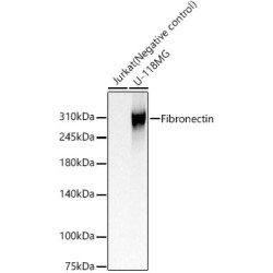 Fibronectin Rabbit pAb