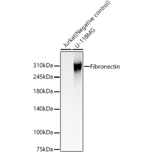 Fibronectin Rabbit pAb