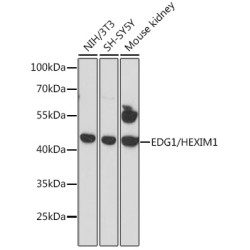 EDG1/HEXIM1 Rabbit pAb