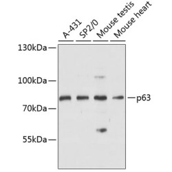 p63 Rabbit pAb